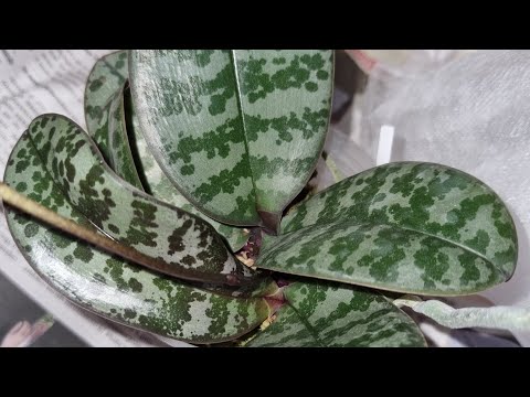 Видео: Мечты сбываются! Phal. Schilleriana 'MSH' из группы "Породистые Фаленопсисы" 22.02.2025