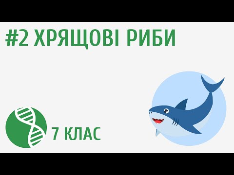 Видео: Хрящові риби #2
