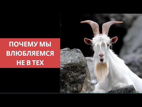 Видео: Почему мы влюбляемся не в тех?