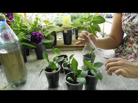 Видео: 🌱РАССАДА ГЕОРГИНОВ ИЗ ЧЕРЕНКОВ !🌱 How to grow seedlings of dahlias