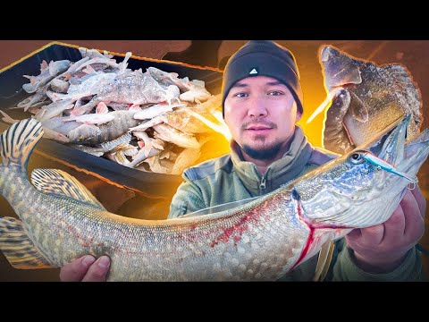 Видео: БАЛАНСИР РУЛИТ  Крупные ЩУКИ и ОКУНИ #fishing #щука #окунь #балансир