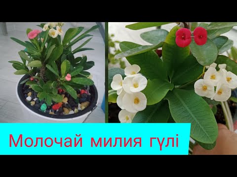 Видео: Молочай милия гүлінің күтімі