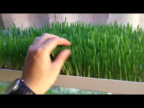 Видео: Гидропонная установка. Версия 4.0