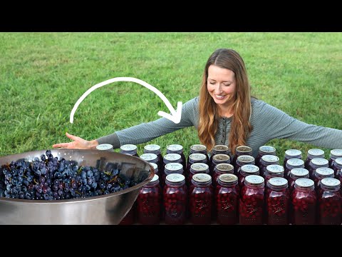 Видео: Превращение почти 100 фунтов винограда в сок, джем… и строительство виноградной шпалеры!