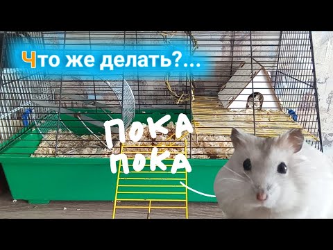 Видео: ЧТО ДЕЛАТЬ ЕСЛИ СБЕЖАЛ ХОМЯК?! | КАК ПОЙМАТЬ БЕГЛЕЦА? | хомуся life♡