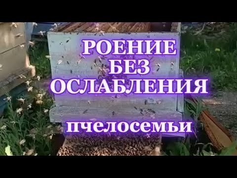 Видео: Искусственное РОЕНИЕ . Без ослабления семьи 👍