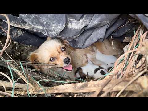 Видео: Бездомная собака приносит щенка к кормильцу, ища помощи для других щенят.