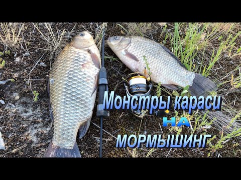 Видео: Огромные караси на мормышинг