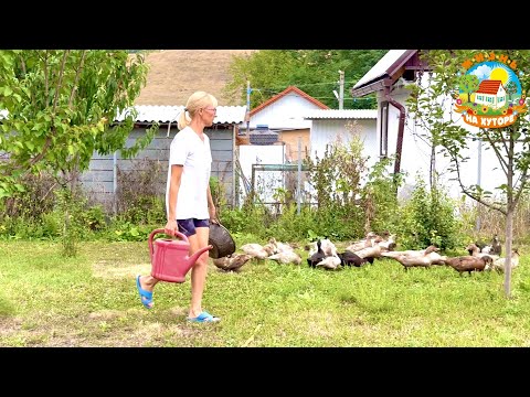 Видео: Заготовки на зиму и томатный суп. Уток стало ещё больше!