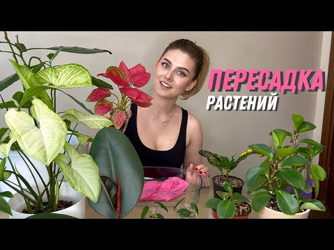 Видео: Пересадка 10 комнатных растений. От универсального до минерального.