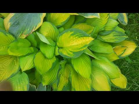 Видео: хоста COLOR GLORY