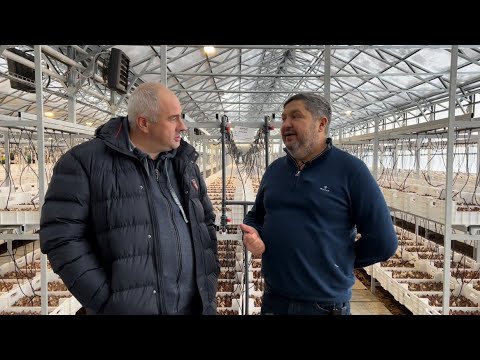 Видео: Запуск нового тепличного комплекса на 8 млн. тюльпанов! Выгонка тюльпанов на гидропонике.