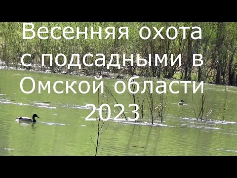 Видео: Весенняя охота с подсадными в Омской области 2023