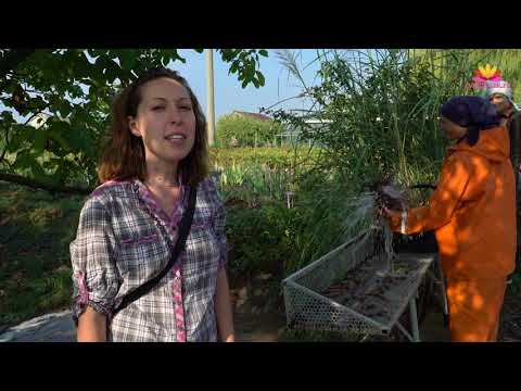 Видео: Выкапываем пионы. Рабочие будни от А до Я.