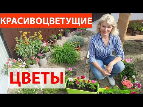 Видео: Самый красивый цветок. Как сажать катарантус