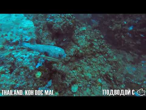 Видео: Тайланд. KOH DOC MAI: рыбки, пещеры и стены с кораллами и голожаберниками #scubadiving #underwater