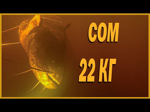 Видео: ТРОФЕЙНЫЙ СОМ ЗА 15 МИНУТ | ПОДВОДНАЯ ОХОТА 2021