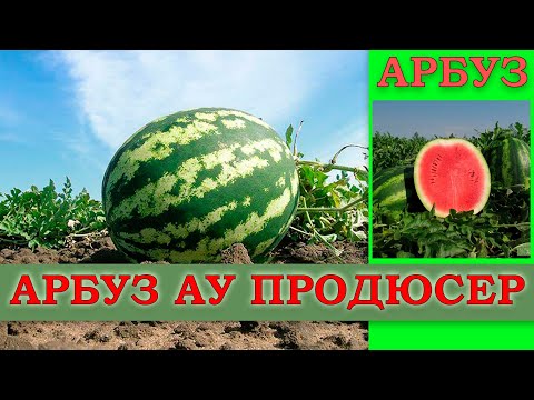 Видео: АРБУЗ АУ ПРОДЮСЕР - РАННЕСПЕЛЫЙ ПОПУЛЯРНЫЙ СЛАДКИЙ НО ОЧЕНЬ КАПРИЗНЫЙ СОРТ