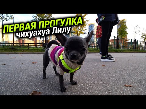 Видео: Первая прогулка чихуахуа Лилу