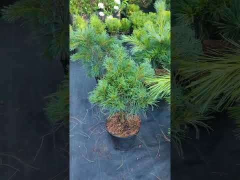 Видео: Сортовые сосны веймутовы (Pinus strobus): Minima, Loui, Niagara Falls, Squiggles