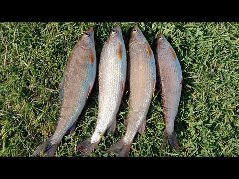 Видео: Хариус на спиннинг в Ленинградской области. Лесная река. 2020 г.