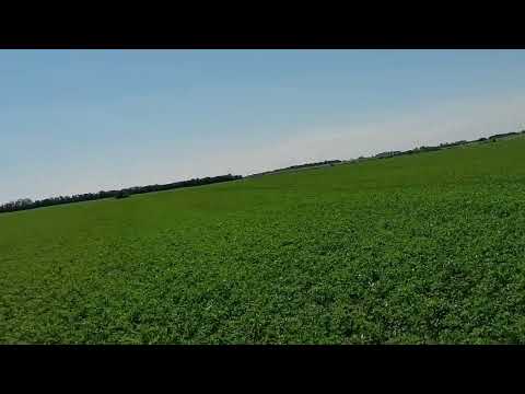 Видео: 17 06 21 Люцерна - 40 дней  после посева (состояние ).