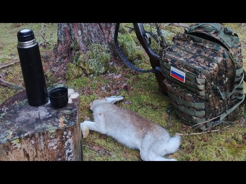 Видео: Охота на зайца с Русской гончей 02.11.2024. Здравствуй заяц!