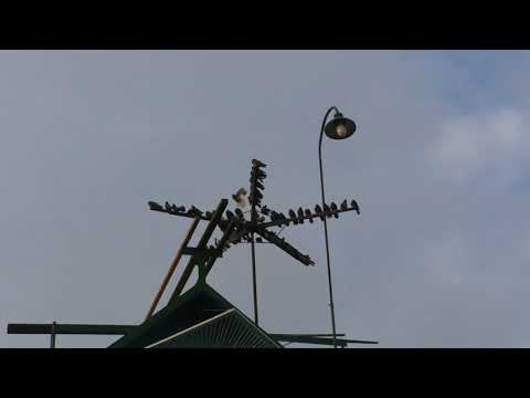 Видео: Фильм 105.ч1.Донич  Н.А. Разговор   за  Кир. без круж. голубей  и не  только разговор...