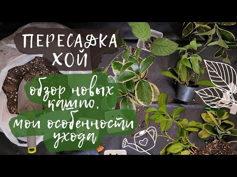 Видео: Пересадка хой | Обзор новых кашпо | Мои особенности ухода