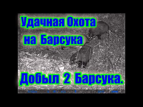 Видео: Удачная охота на Барсука.\\ Добываю сразу двух самцов. Good luck hunting the Badger.