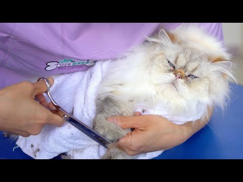 Видео: Я не злюсь! Я счастлив! 😻🛁✂️❤️ Прекрасная стрижка персидской кошки