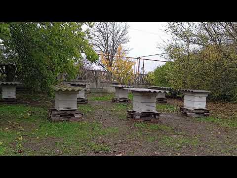 Видео: Проблемы с которыми сталкиваются пчеловоды при изменении размеров рамки Северо-Крымского улья.