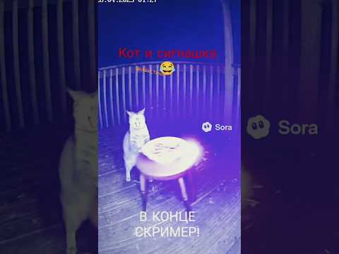 Видео: Котик и конфетки #ии #активвернись #рекомендации