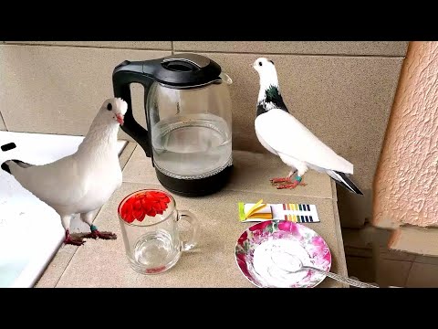 Видео: Чудо Щелочная Вода для Голубей. Alkaline water to pigeons.