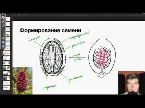 Видео: Строение семян Голосеменных | Биология ЕГЭ