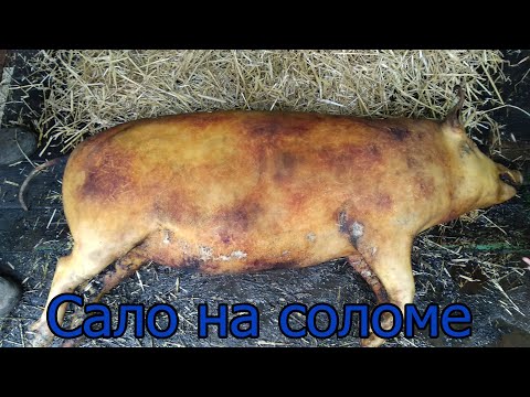Видео: Как смалить сало соломой   How to brush lard with straw