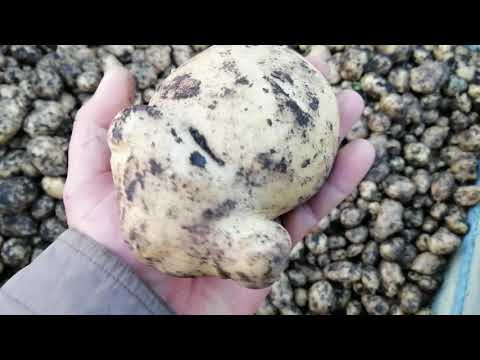 Видео: Летняя(вторая) посадка Картофеля! Результат на тяжелых грунтах