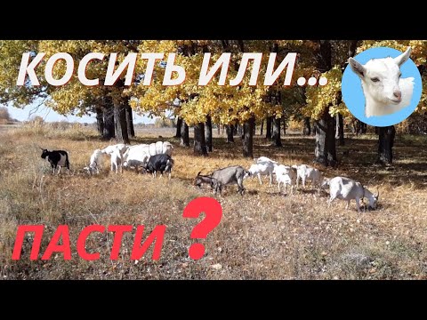 Видео: Косить траву или пасти Козье молоко