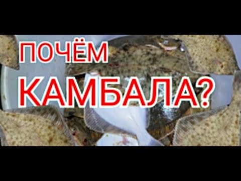 Видео: Почем камбала для народа?)) Октябрь. Балтика.