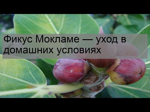 Видео: Фикус Мокламе — уход в домашних условиях