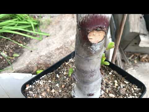 Видео: Спасение старой крассулы (часть 5 - Веткопад). Крассула отсушила ветку - паниковать? Crassula ovata