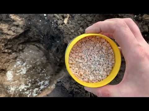 Видео: Посадка роз в «грязь»