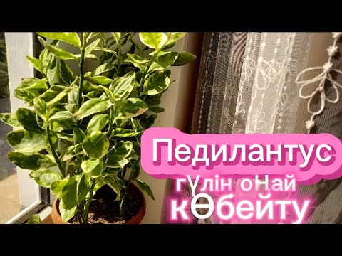 Видео: ПЕДИЛАНТУС гүлін қарапайым жолмен көбейту...#гүлдер #гул #педилантус