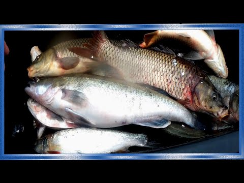 Видео: Рыбалка сетями во время наводнения,рыбалка на реке Амур с  fisherman dv27rus,