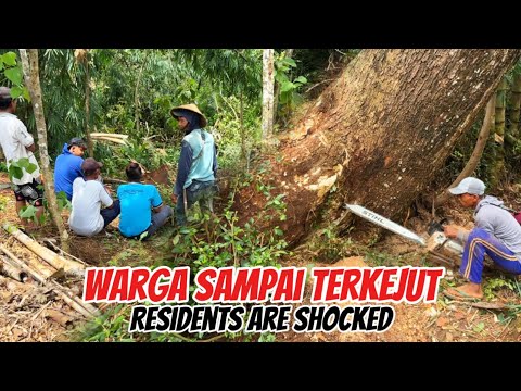 Видео: ЛУЧШИЕ НАВЫКИ ‼️ОБРЕЗКА БОЛЬШИХ И СКОРОСТНЫХ ДЕРЕВЬЕВ ТРЕМБЕЗИ #ms660 #ms881