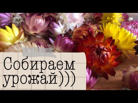 Видео: Как высушить кермек и гелихризиум.🦖/Anyuta Nikolskaya