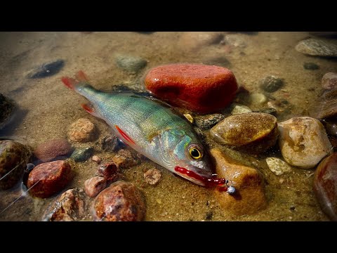 Видео: МОРМЫШИНГ в отвес! ОКУНИ под самым БЕРЕГОМ на мормышку 0.2 грамма. Рыбалка с берега на мормышку