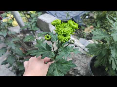 Видео: Останній день жовтня