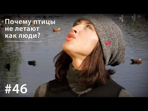 Видео: Почему птицы не летают как люди? // Всё как у зверей #46