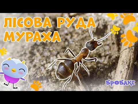 Видео: 🐜 Лісова руда мураха | ЦІКАВІ ФАКТИ ПРО ТВАРИН | ДІТЯМ ПРО ПРИРОДУ